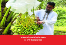 মরুর খেজুর এবার খাগড়াছড়ির পাহাড়ে