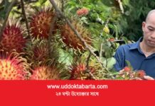 বিদেশি ফল রাম্বুটানে পাহাড়ে নতুন সম্ভাবনা
