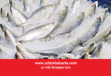 ভারতে ইলিশ রপ্তানির অনুমতি পেল ৩৭ প্রতিষ্ঠান